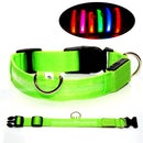 USB Rechargeable LED Dog Collar with Adjustable Sizes