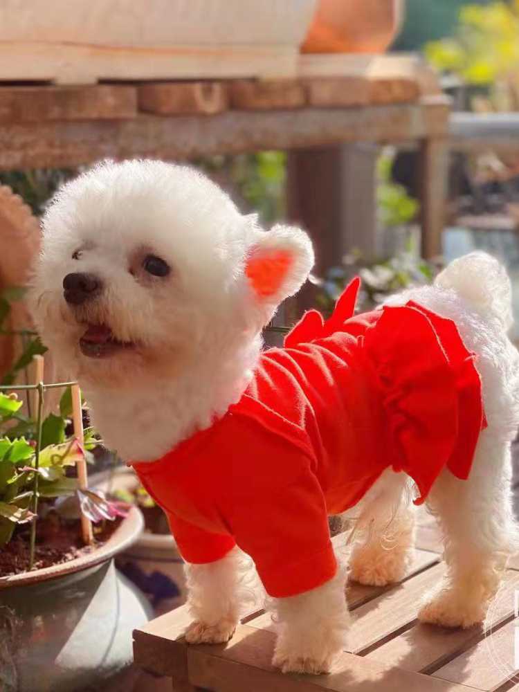 Pet Clothes Pattern Pattern Drawing Teddy Chihuahua Sweatshirt Cake Dress Fall and Winter Fleece-lined Heattech Handmade DIY