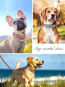 Medium-Sized Dog Jarre Aero Bull Corgi Double Layer Anti-Strangulation Dog Collar