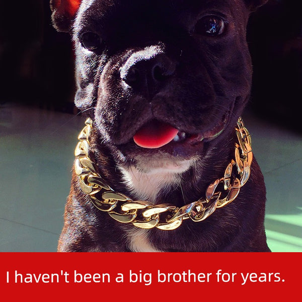 Teddy Pug Jarre Aero Bull Dog Gold Color Chain Small and Medium Size Dog Collar Pet Gold Necklace Ornament Accessories Pendant Supplies